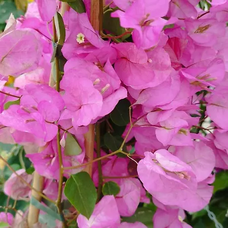 Lägenhet Seaview Torrevieja Citycenter Curabeach 50M Apartment Torrevieja