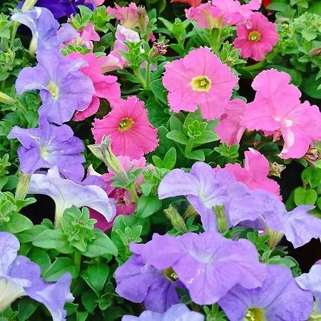 Seaview Torrevieja Citycenter Curabeach 50M Apartment