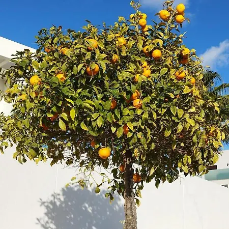 Lägenhet Seaview Torrevieja Citycenter Curabeach 50M Apartment *